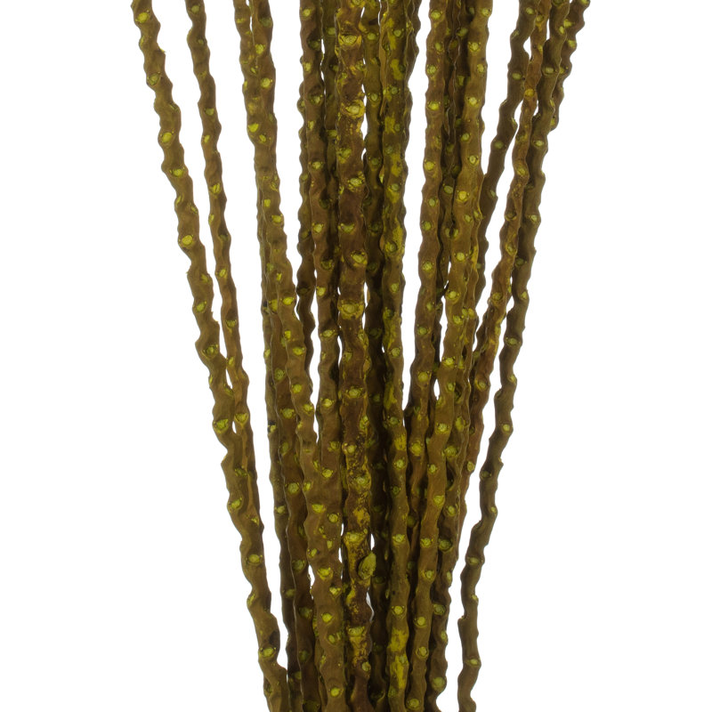 36'' Plant
