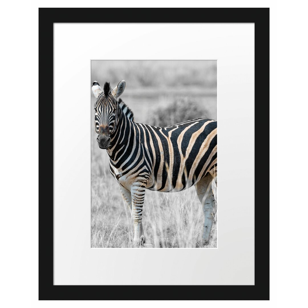 Zebra im wilden Gras" Gerahmtes Fotoposter