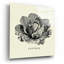 «Linen Légumes BW Sketches» par Studio Mousseau-725794628