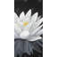 " Lotus Flower With Reflection "-98694514