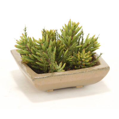 Bureau de jardin en pot succulent