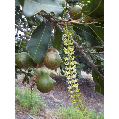 Beaumont Macadamia Nut Tree - Live Plant in a 1 Gallon Pot - Macadamia Integrifolia - Edible Nut Tree for Gardens