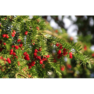 Yew Berries by Zelg