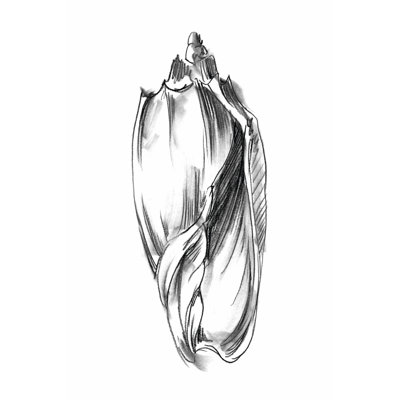 Shell Sketch II by Ethan Harper - Wrapped Canvas Print