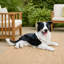Statue de chien Nathan