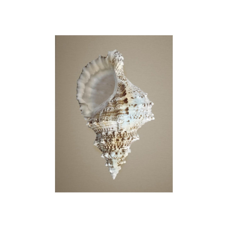 Shells On Champagne IV Print by Sofia Fox, 50" H x 40" W x 1.5" D, Glass Coat