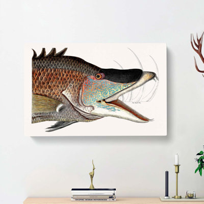 Great Hog-Fish by Mark Catesby - Wrapped Canvas