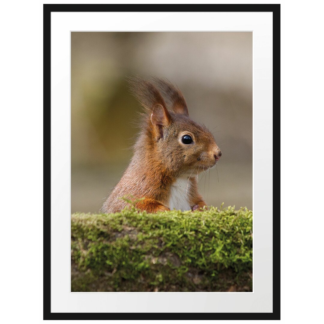 Gerahmtes Poster Eichhörnchen hinter Baumstamm