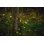 Lucioles qui brillent dans la forêt la nuit par Tdub303