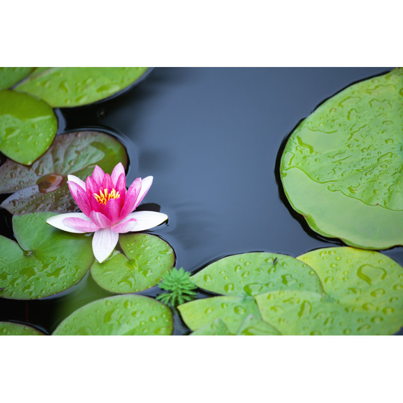 Pink Waterlily by Wiktorbubniak - Wrapped Canvas Print, 51cm H x 76cm W