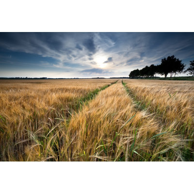 Anthea, champ de blé en été sur toile par Catolla, photographie