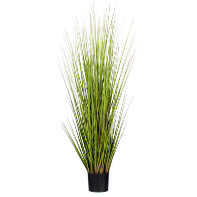Potted Green Lemongrass.