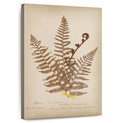Harnek Ferns In Book