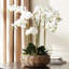 Phalaenopsis Orchid Bowl Drop-In 20"-1456498291