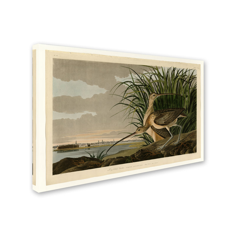« long billed curlew » par john james, reproduction d’audubon sur toile tendue, H 12 po x l 19 po