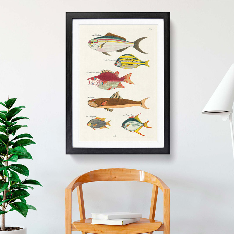 East Indies Fish Illustrations Fol. 27 by Louis Renard - Picture Frame Painting Print, 48cm H x 36cm W x 2cm D, Black Framed