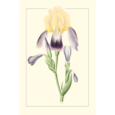 Iris mauves II