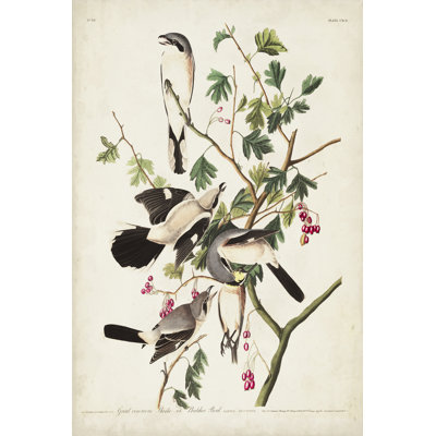 Pl 192 Great Cinereous Shrike by John Audubon - Wrapped Canvas Painting