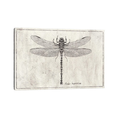 Mkb141-Anax imperator