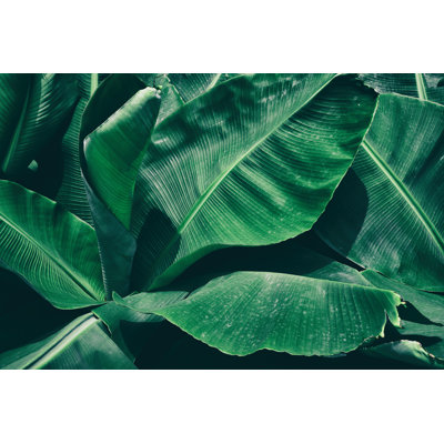 Emett " Tropical Banana Palm Leaf "