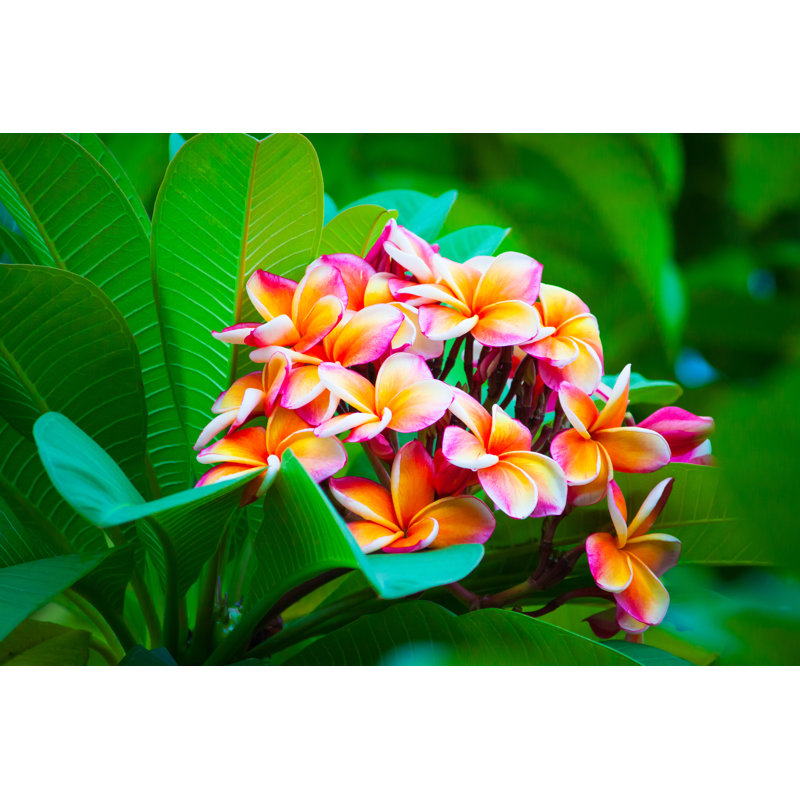 Fevzije Plumeria, H 8 po x l 12 po