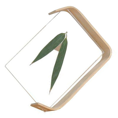 Desktop Plant Specimen Frame Wooden Acrylic Simple Modern Photo Ornament Home Decoration