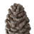 D7x14" Table Decor, Pinecone