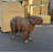 Capybara Mama Life Size Statue