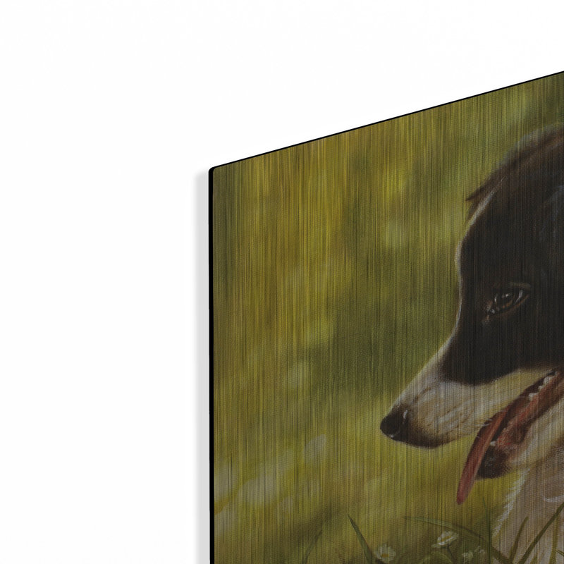 «Border Collie Garden» par John Silver, H 16 po x l 24 po