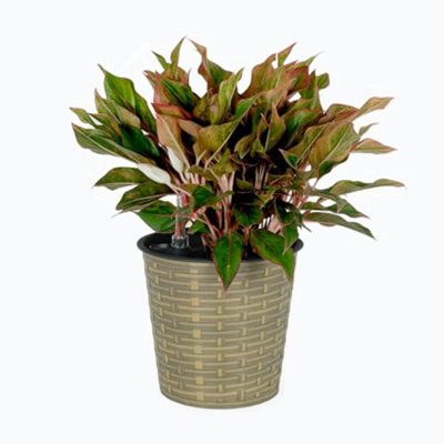 Jardinière Shaian