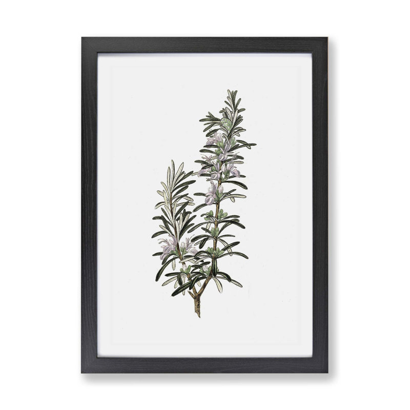 Rosemary Illustration - Single Picture Frame Painting, Black, 33cm H x 45cm W x 2cm D