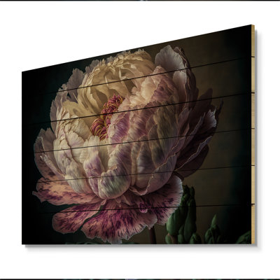 " Blossoming Pink And White Peony II " Color Photography Print
