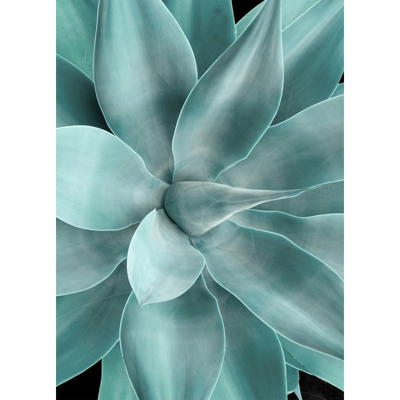 Shadow Agave Acrylic 2 Print by Christopher Kennedy
