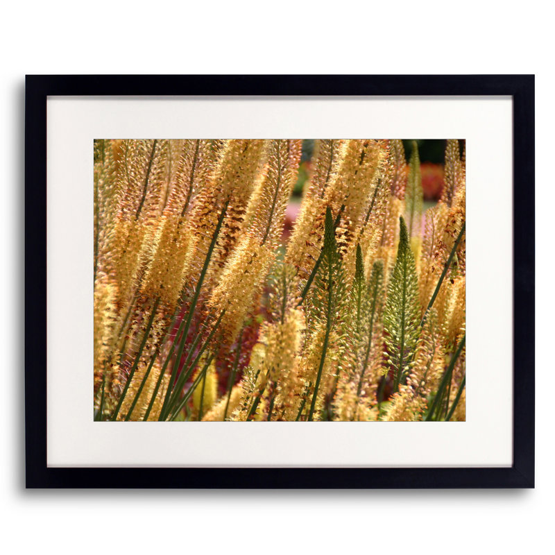Pennsylvania Flowers Print by Drew Gaffney, 25.25" H x 31.25" W x 0.875" D