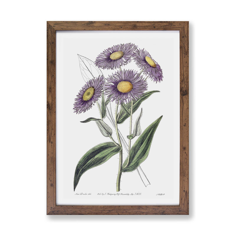 Daisy Flowers - Single Picture Frame Painting, 33cm H x 45cm W x 2cm D, Walnut