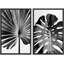 Reproduction de feuilles tropicales noires et blanches Monstera Jungle-92285313-92285316
