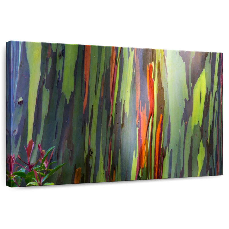 Harnek Rainbow Eucalyptus Bark, 20" H x 30" W
