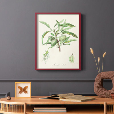 Antique Ammond Botanical III, reproduction encadrée - bois massif