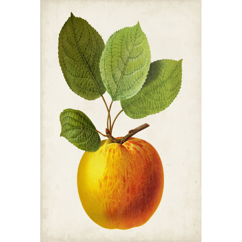 «Antique Fruit I» par Vision Studio - peinture sur toile tendue, H 30 po x l 20 po x P 1,25 po
