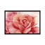 «Pink Rose II», impression sur toile-29483380-73649466-73649467