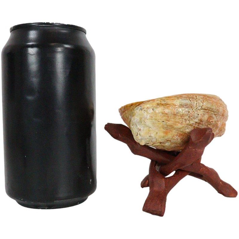 Sculpture Eunola coquille d'ormeau marine avec trépied en bois emboîtable