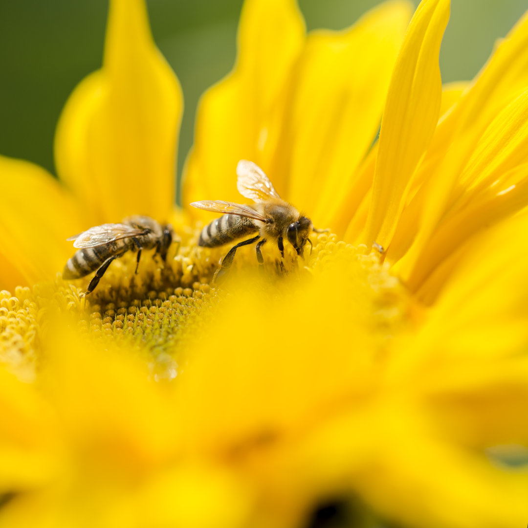 Zwei Honigbienen auf einer gelben Sonnenblume von Gajus - Leinwandbild