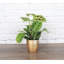 Live Green Prayer Plant in Classic Pot