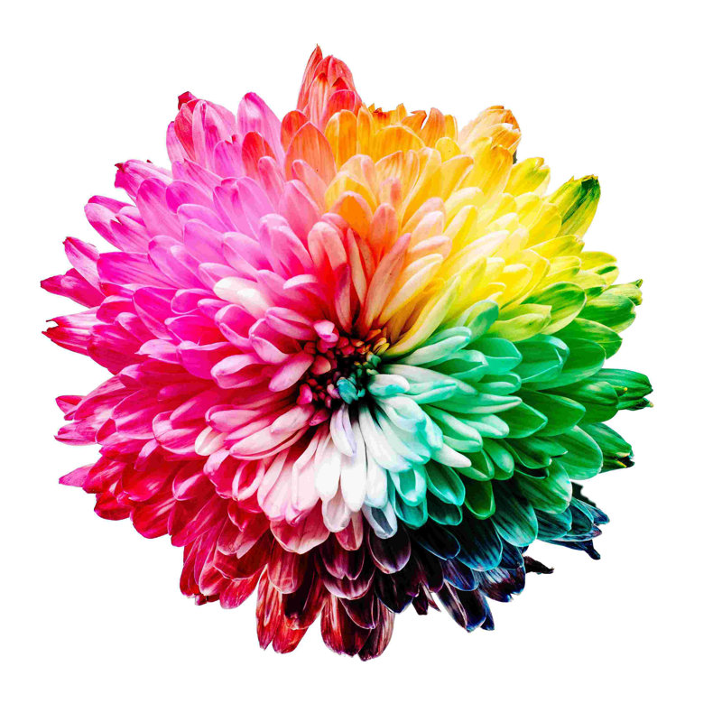 Rainbow Flower - Photographie sur toile tendue, H 20 po x l 20 po
