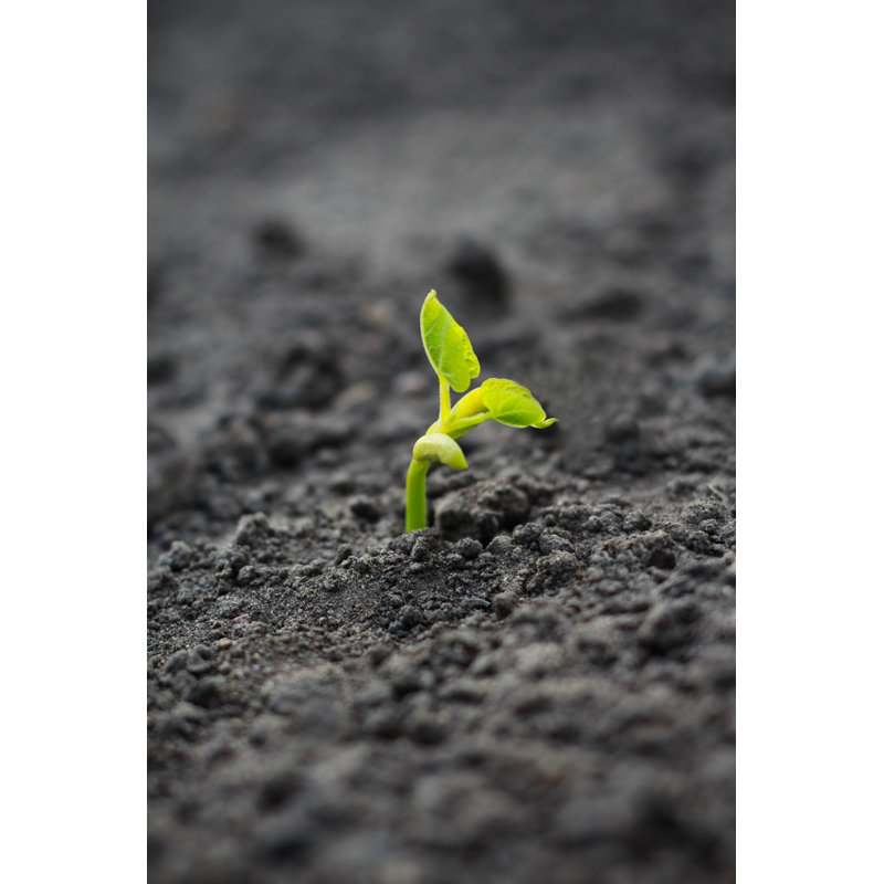 New Life by Infrontphoto, 30" H x 20" W