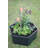 Rapid 550 L Composter