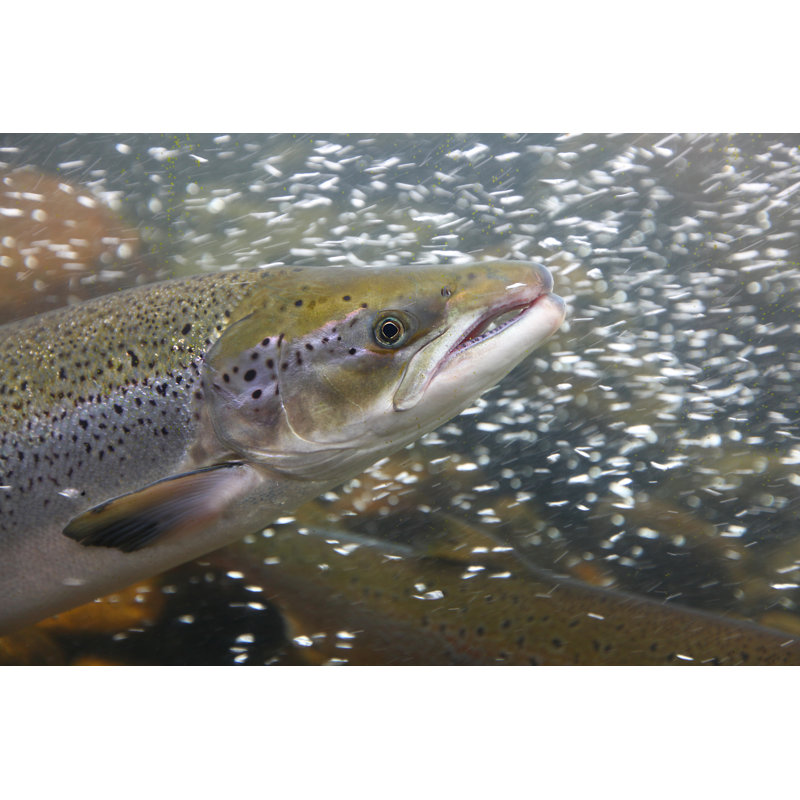 Salmon Fish In The Water, Close-up by Sugar0607 - Wrapped Canvas Print, 32"H x 48"W