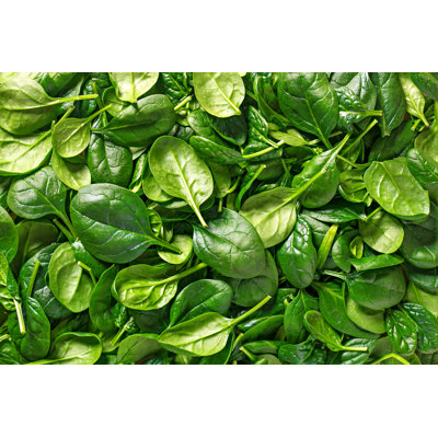 Spinach Background by Virtustudio - Wrapped Canvas Print