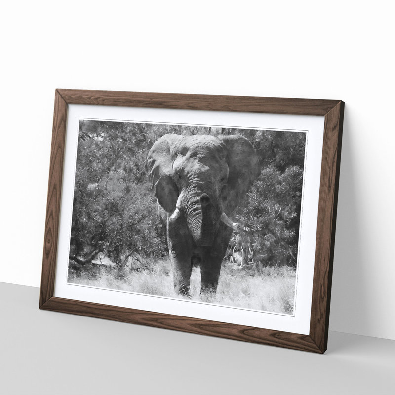 The Majestic Elephant - Picture Frame Photograph Print, Walnut, 24cm H x 33cm W x 2cm D