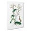 Wild Lettuce Illustration - Wrapped Canvas-55305338